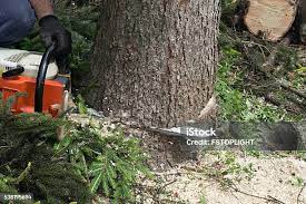 Best Storm Damage Tree Cleanup  in Oxford, OH