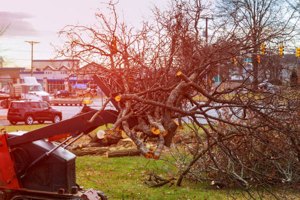 Best Hedge Trimming  in Oxford, OH