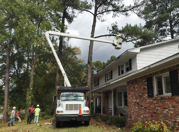 Best Fruit Tree Pruning  in Oxford, OH