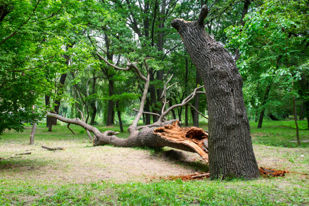 Best Tree Mulching  in Oxford, OH