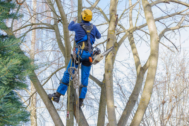 Best Tree Preservation Services  in Oxford, OH