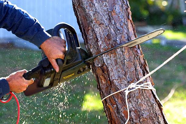 How Our Tree Care Process Works  in  Oxford, OH