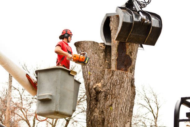 Best Tree Removal  in Oxford, OH